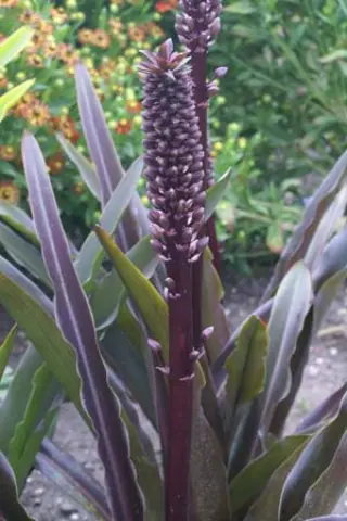 Eucomis 'Sparkling Burgundy'
