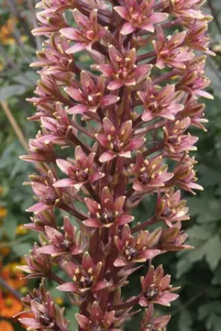 Eucomis 'Sparkling Burgundy'
