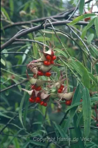 Euonymus cornutus quinquecornutus