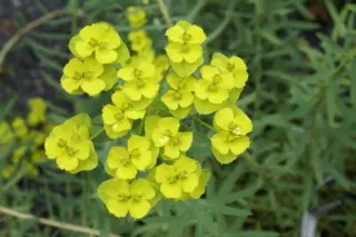 Euphorbia 'Abbeydore'