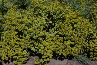 Euphorbia 'Abbeydore'