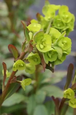 Euphorbia amygdaloides 'Redbud'