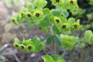 Euphorbia amygdaloides 'Walburton Ruby Glow'