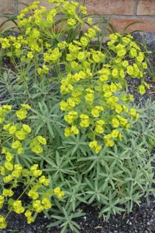 Euphorbia 'Blue Haze'