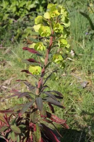 Euphorbia 'Canyon Gold'