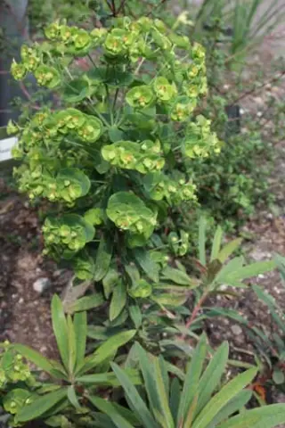 Euphorbia 'Canyon Gold'