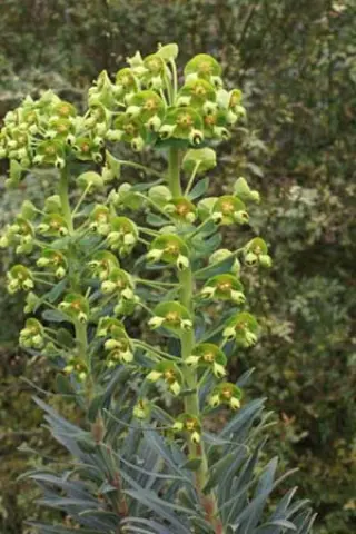 Euphorbia characias 'Blue Hills'