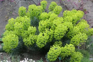 Euphorbia characias ssp. characias