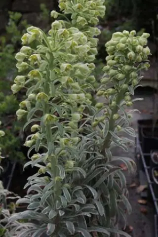 Euphorbia characias 'Glacier Blue'
