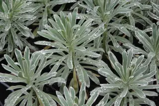 Euphorbia characias 'Glacier Blue'