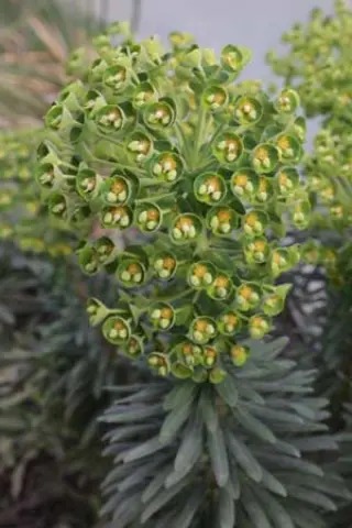 Euphorbia characias ssp. wulfenii 'Joshua'