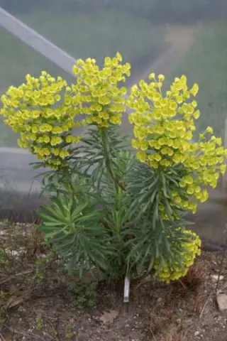 Euphorbia characias ssp. wulfenii 'Lambrook Yellow'
