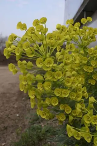Euphorbia characias ssp. wulfenii 'Lambrook Yellow'