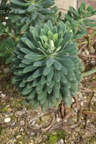 Euphorbia characias 'Portuegese Velvet' (M)