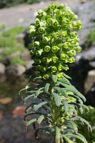 Euphorbia characias 'Portuegese Velvet' (M)