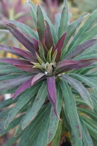 Euphorbia characias 'Purple & Gold'
