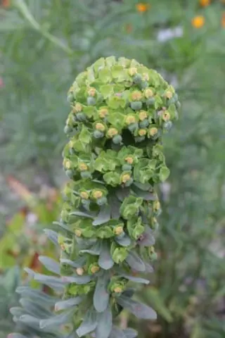 Euphorbia characias characias 'Restonica'