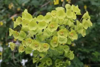 Euphorbia characias ssp. wulfenii ex 'Golden Balls'