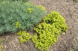 Euphorbia 'Copton Ash'