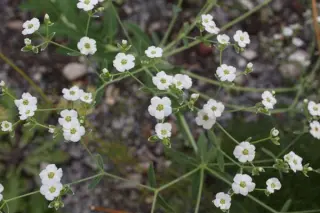 Euphorbia corollata ssp. hirsuta