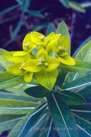 Euphorbia cornigera (Goldener Turm)