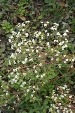 Euphorbia corollata