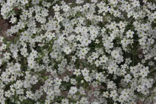 Euphorbia corollata
