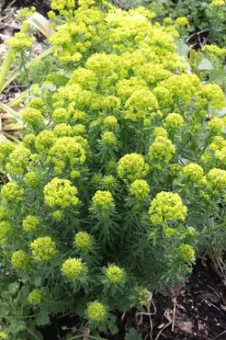 Euphorbia deflexa