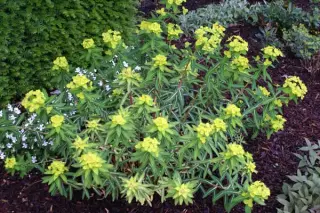 Euphorbia donii 'Amjilassa'