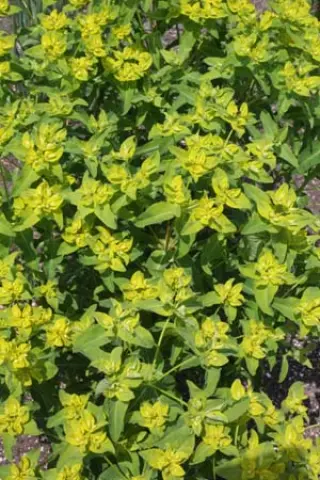 Euphorbia glareosa