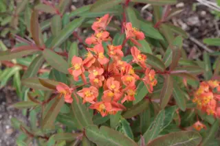 Euphorbia griffithii 'Fern Cottage'