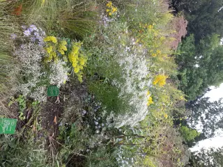 Eupatorium hyssopifolium