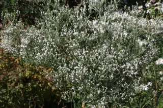 Eupatorium hyssopifolium