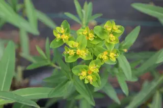Euphorbia jacquemontii