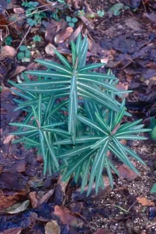 Euphorbia lathyris