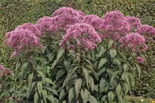 Eupatorium maculatum 'Gateway'