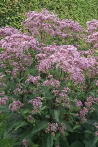 Eupatorium maculatum 'Phantom'