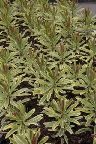 Euphorbia martinii 'Ascot Rainbow'