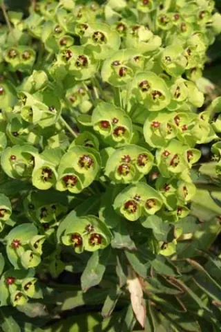 Euphorbia martinii 'Baby Charm'