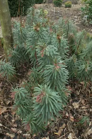Euphorbia martinii 'Ballyrogan'