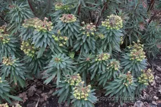 Euphorbia martinii 'Red Wing'