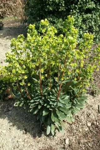 Euphorbia martinii 'Whistleb. Garnet'