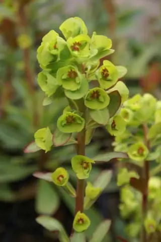 Euphorbia martinii 'Whistleb. Garnet'