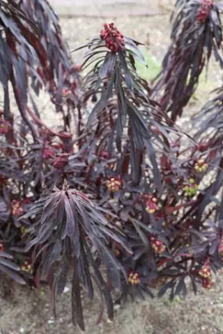 Euphorbia 'Miners Merlot'