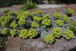 Euphorbia myrsinitis