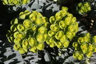 Euphorbia myrsinitis