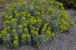 Euphorbia nicaeensis