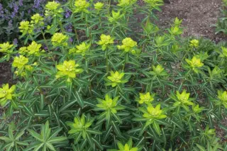 Euphorbia pekinensis