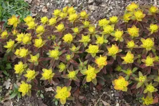Euphorbia polychroma 'Bonfire'