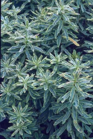 Euphorbia polychroma 'Lacy'